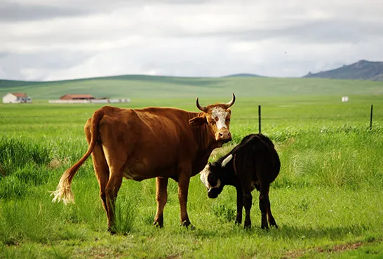Livestock cattle herd