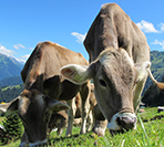 Product Positioning and Formulation