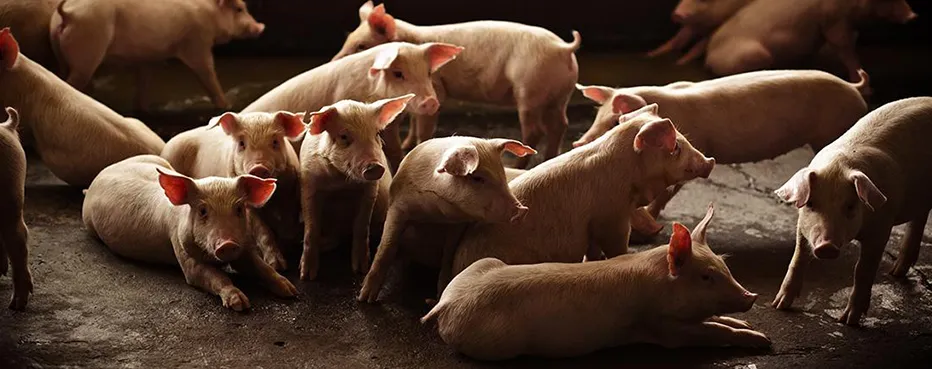 Raised pig herd