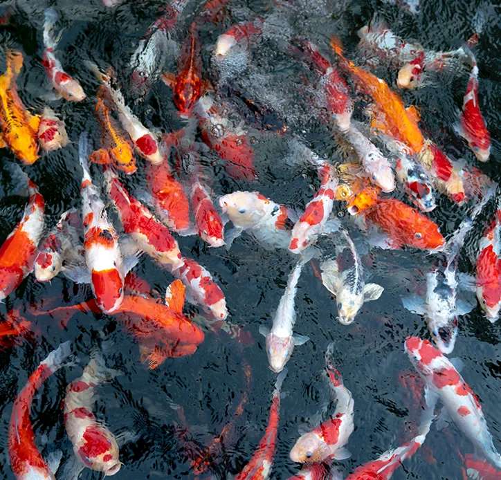 Fish feed pellet project