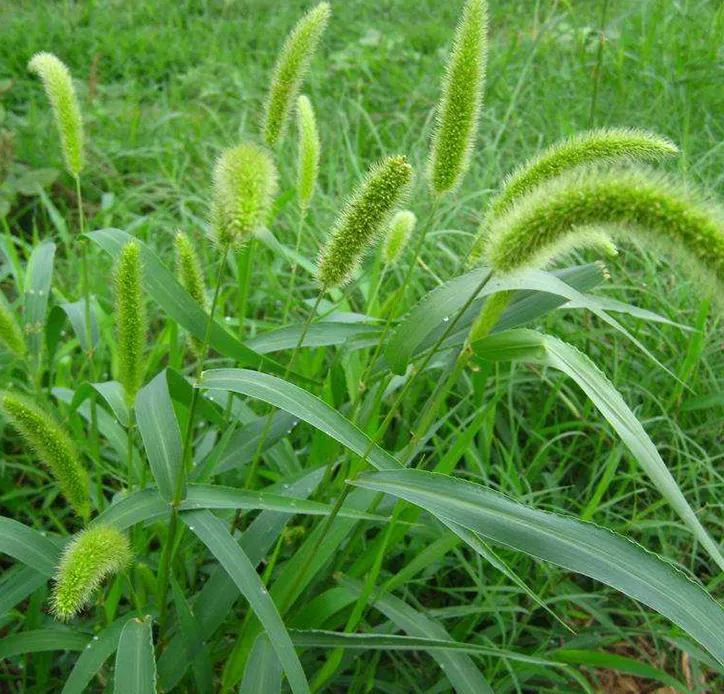 Forage pellet project