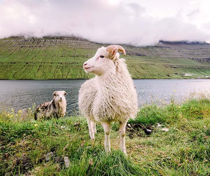 Livestock feed pellet project