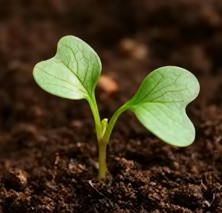 Organic fertilizer pellet project