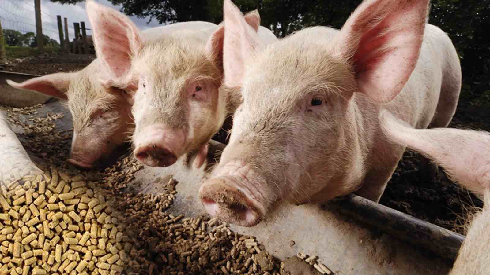 Detailed display of the pig feed pellet machine