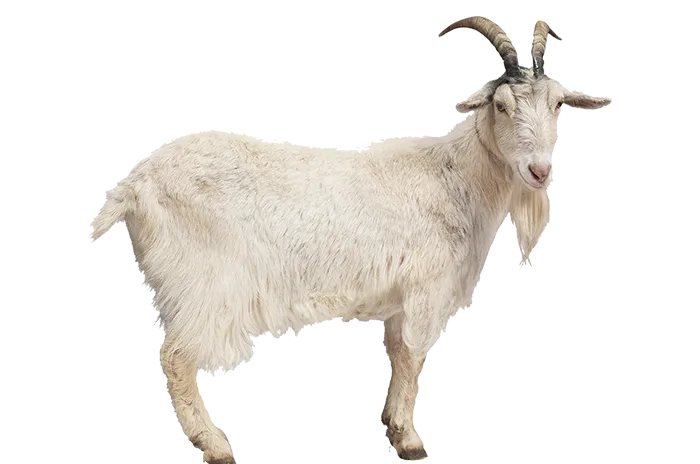 goat