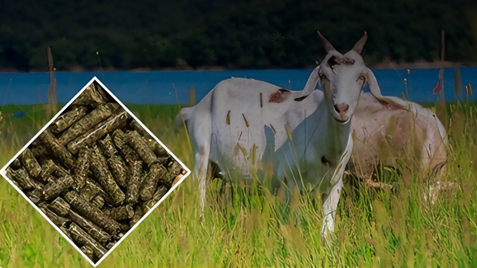 Uzbekistan goat feed production line using barley and wheat bran as raw materials