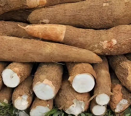 cassava