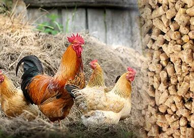 chicken feed