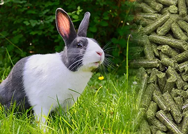 rabbit feed