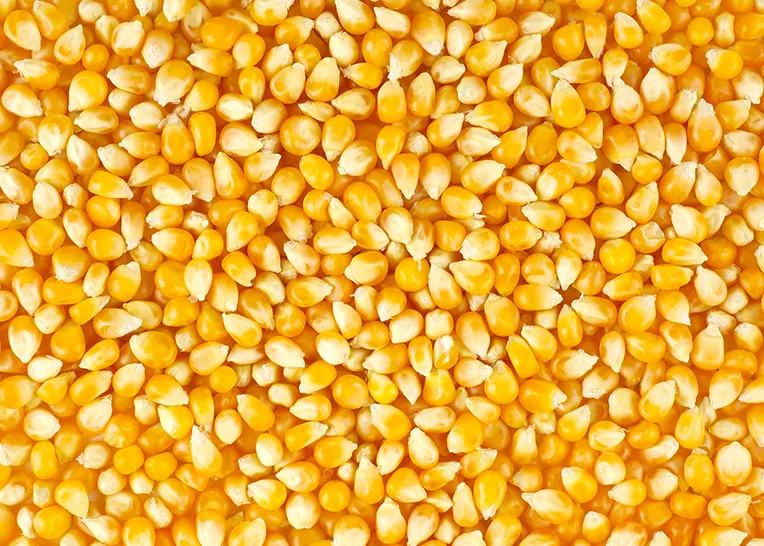 Corn, a raw material for cattle feed production