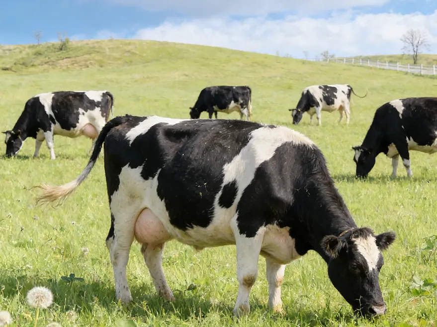 Dairy Cattle Feed Production Line
