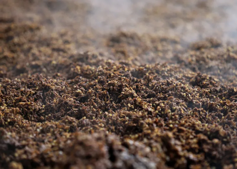 Beer lees, a raw material for cattle feed production
