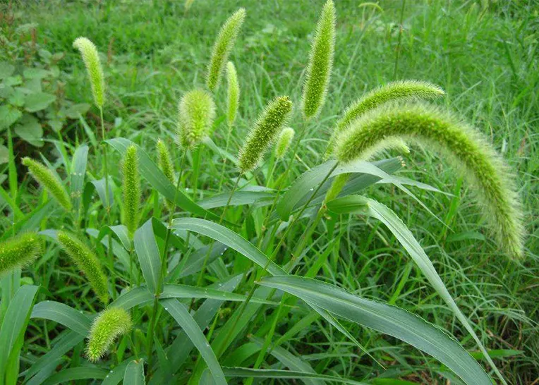 Forage, a raw material for cattle feed production