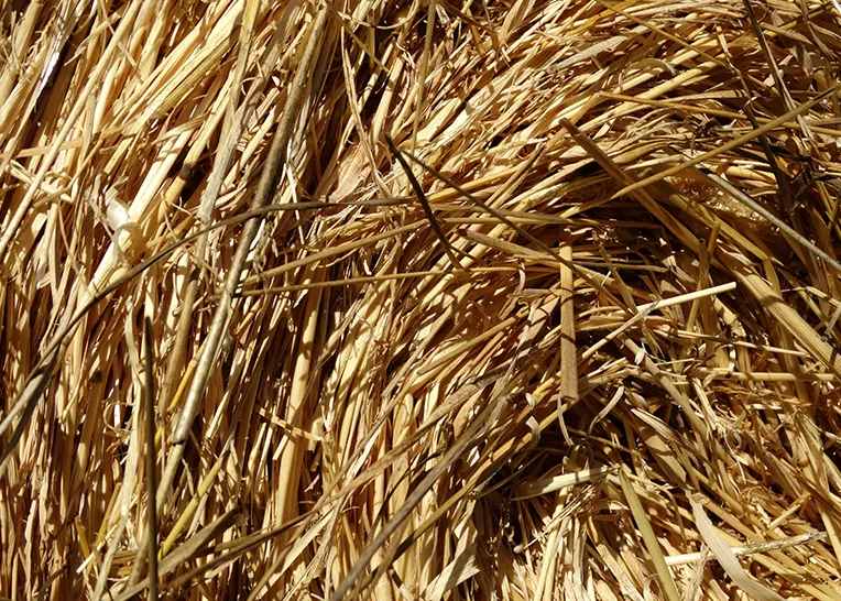 Rice straw, a raw material for cattle feed production