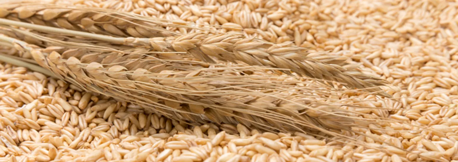 Wheat raw materials