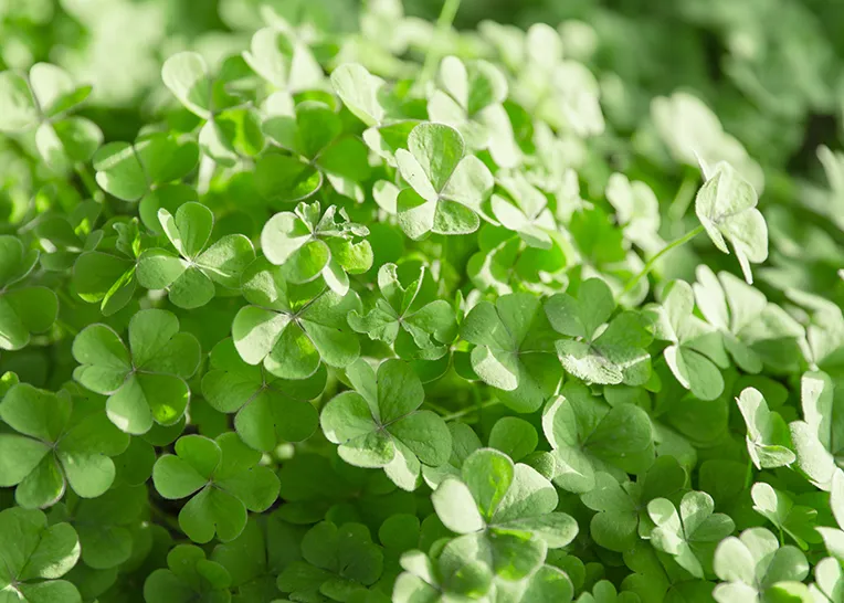 alfalfa, a raw material for cattle feed production