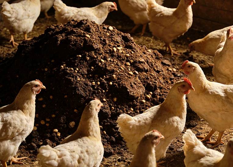 Broiler manure fertilizer