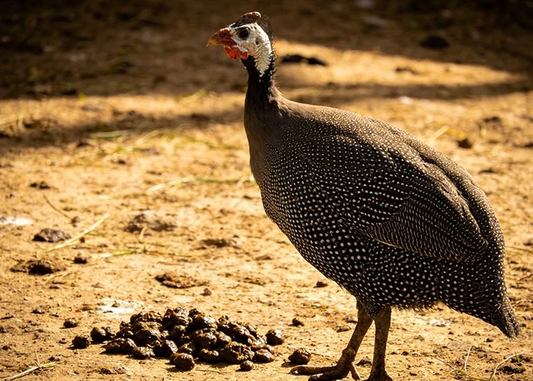 Guinea fowl manure fertilizer