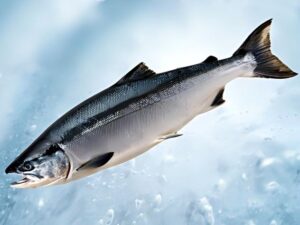 Атлантический лосось
