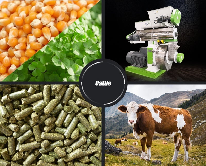 Macchina per la produzione di pellet per bovini