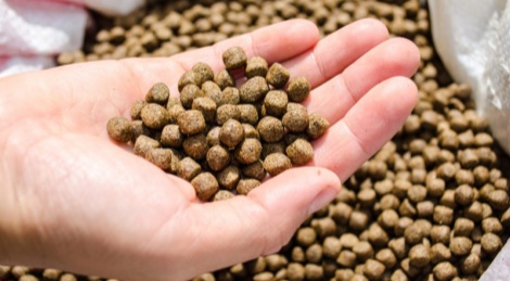 อาหารปลาลอยน้ำ