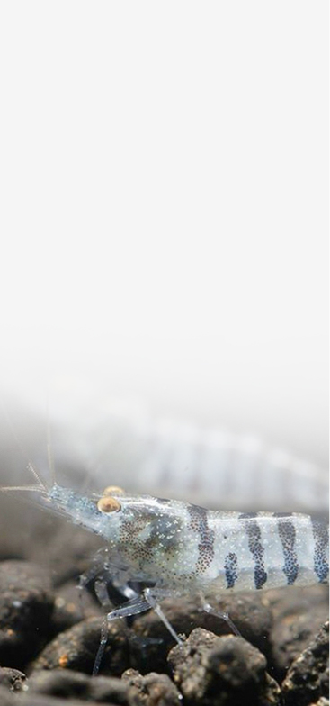 อาหารกุ้ง