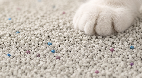 Bentonite Cat Litter