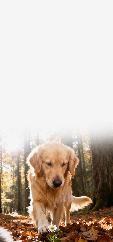 อาหารสัตว์เลี้ยง