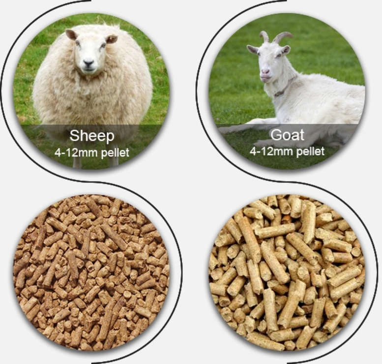Provide sheep with comprehensive and balanced nutrition