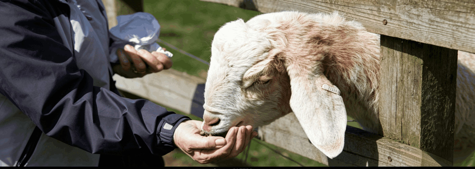 To avoid waste from sheep grazing