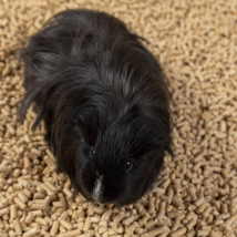 Exotic pet litter pellets