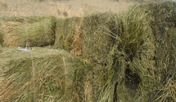 Forraje y forraje verde