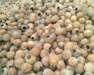 coajă de nucă de cocos