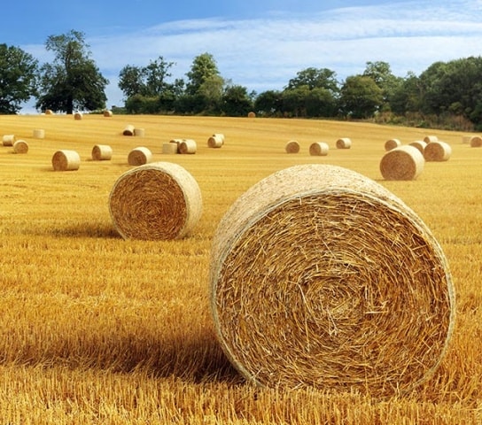 balas de heno
