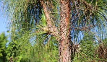 log