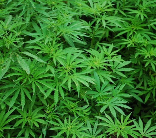 marihuana