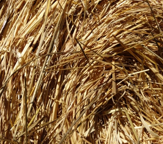 paja