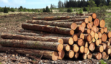 Madera dura