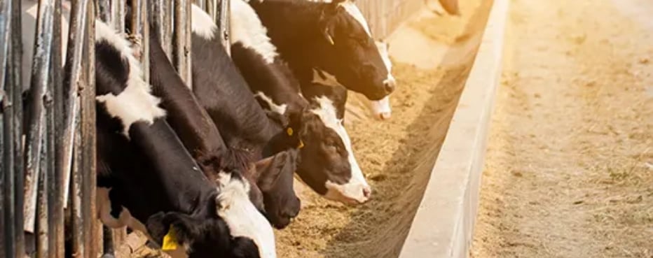 Toepassing van machines voor henneppellets in diervoeding