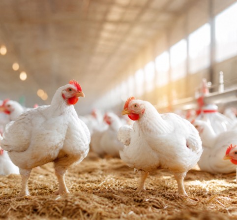 Hrană pentru pui de carne provenită de la linia de producție a hranei pentru păsări