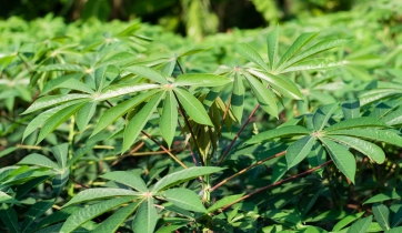 Cassava leaf raw material for cassava pellet mill