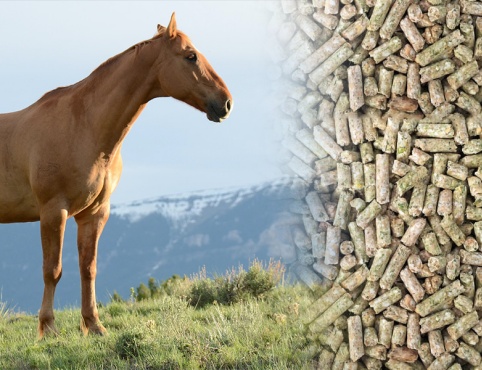 Horse feed production line