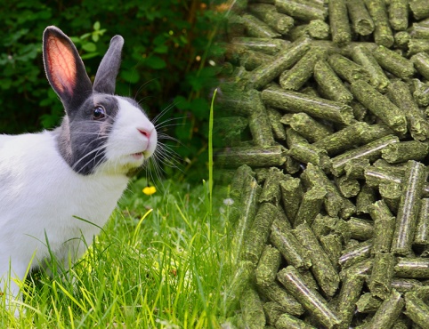 Rabbit feed production line