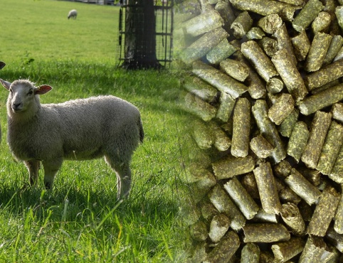 Sheep feed production line