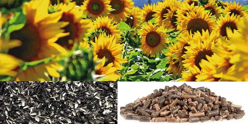 Sunflower seeds and sunflower raw materials