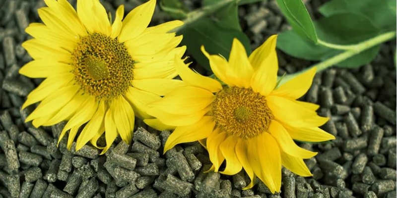 Sunflower seeds