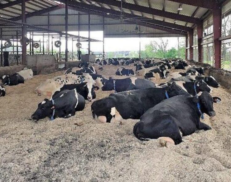 Vertical biomass pellet machine animal bedding application