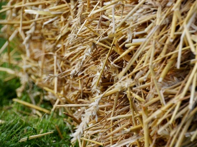 Vertical biomass pellet mill using wheat straw as raw material