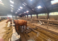 cattle farm