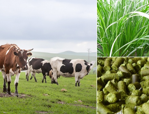 cattle feed production line